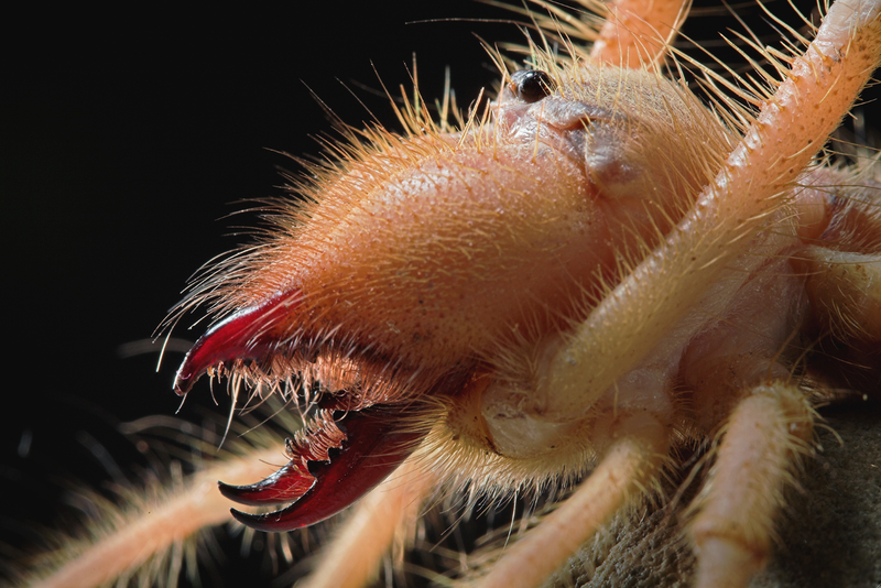 Illustration for article titled Close Up on the Fearsome Jaws of Camel Spiders
